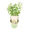 Eucalyptus websteriana botanic hearts p15