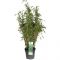 Fargesia murieliae light green p23-min