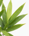 Fargesia robusta campbell p22 02