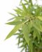 Fargesia robusta campbell p28 - 2