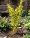 Fargesia robusta campbell p28 - 3