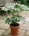 Fatsia japonica p35 - 03