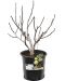 Ficus carica e k-min