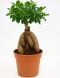 Ficus ginseng p12
