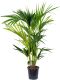 Howea forsteriana p19