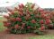 Hydrangea quercifolia ruby slippers 4