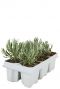 Lavandel angustifolia white 6-pack