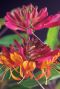 Lonicera heckrottii goldflame plante de jardin