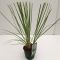 Mini pampas-min
