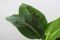 Musa oriental dwarf leaves