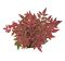 Nandina domestica obsessed 850x800