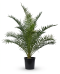 Phoenix canariensis p30 - 01 1