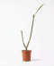 Plumeria albo p18 01