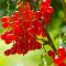 Ribes rubrum jonkheer van tets 1-min