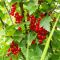Ribes rubrum jonkheer van tets 2-min