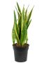 Sansevieria laurentii p21