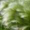 Stipa tenuissima ponytails