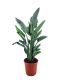 Strelitzia reginae p24