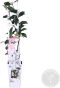 Trachelospermum pink