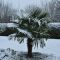 Trachycarpus fortunei sneeuw k-min 1 1