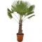 Trachycarpus fortunei trunk 60 en trunk 70 40cm large wit k