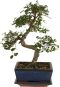 Ulmus parvifolia zelkova bonsai s