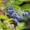 Vaccinium corymbosum goldtraube k-k