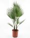 Washingtonia robusta multitrunk p26 - 1