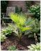 Washingtonia robusta multitrunk p26 - 3