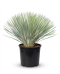 Yucca rostrata-01
