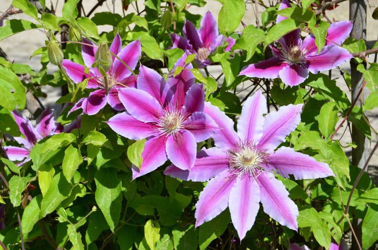 Clematis Dr. Ruppel - MyPalmShop