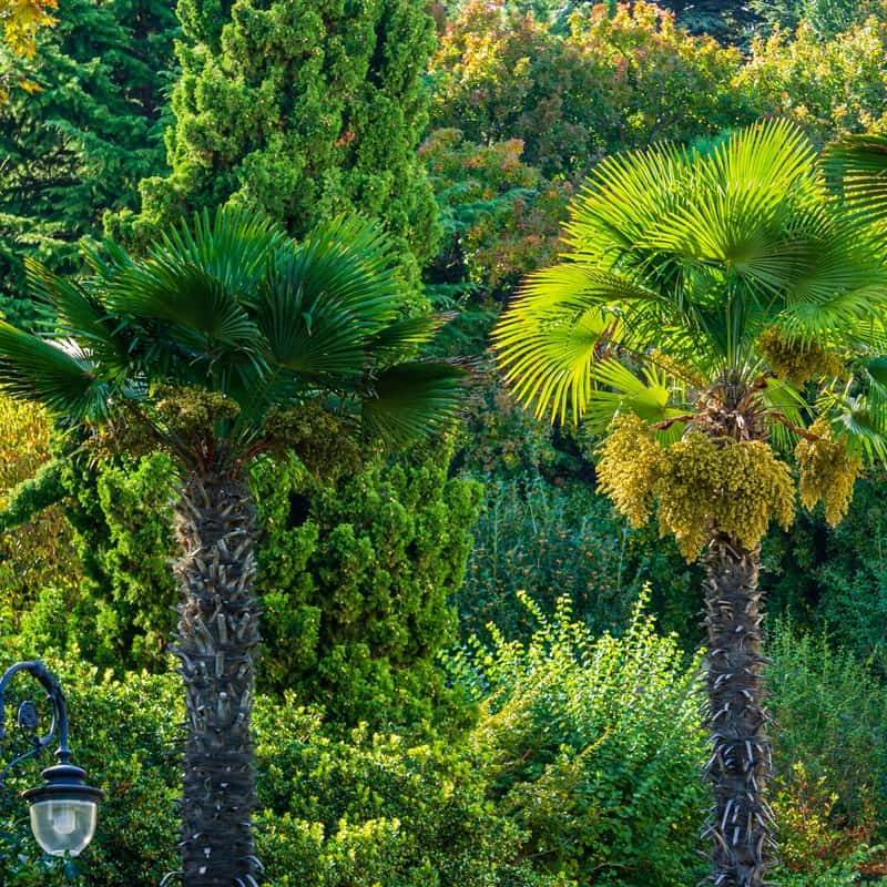 Entretien du Trachycarpus fortunei: de l'arrosage à la fertilisation Entretien du Trachycarpus fortunei: de l'arrosage à la fertilisation